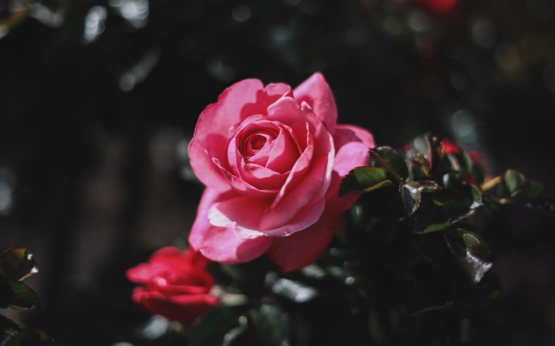 pink roses in garden