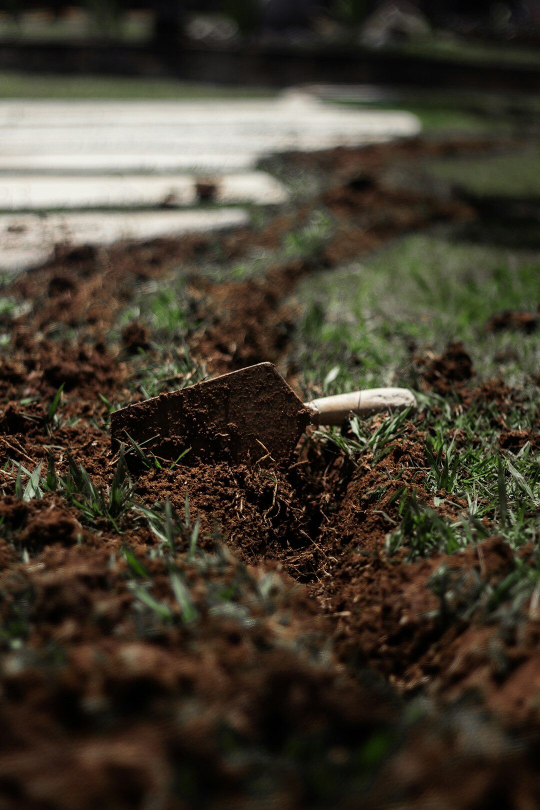 checking plant soil moisture