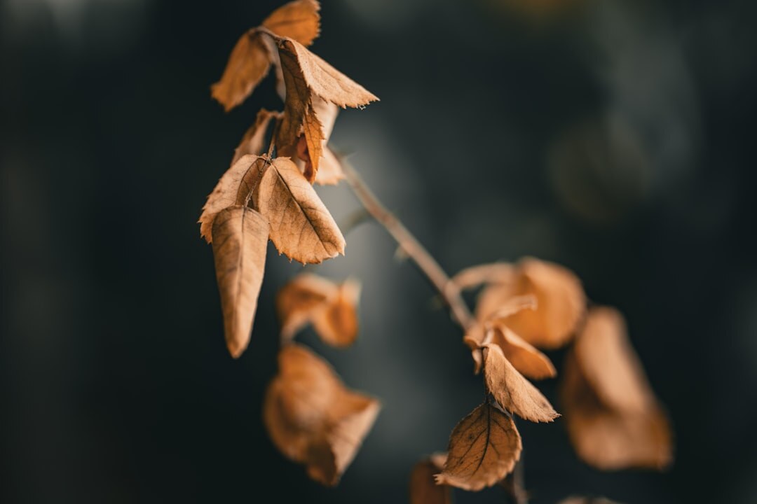 wilting plant leaves close up