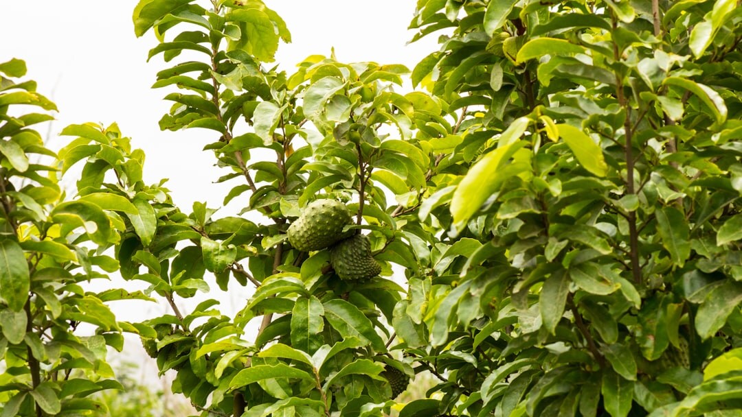 avocado plant growing