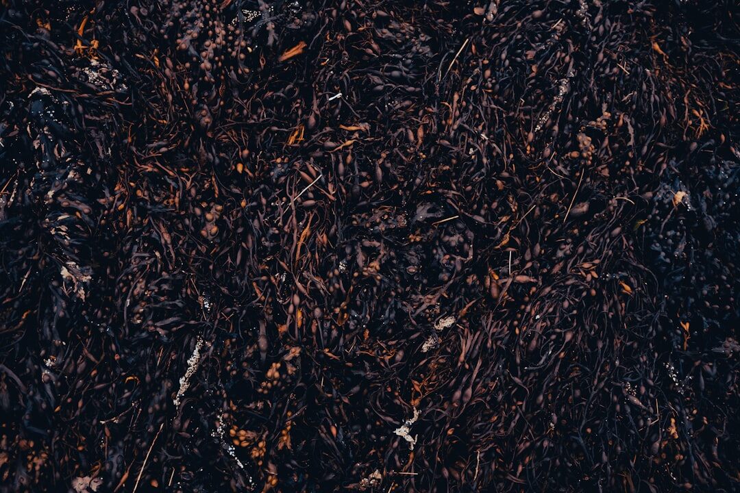finished compost ready to use