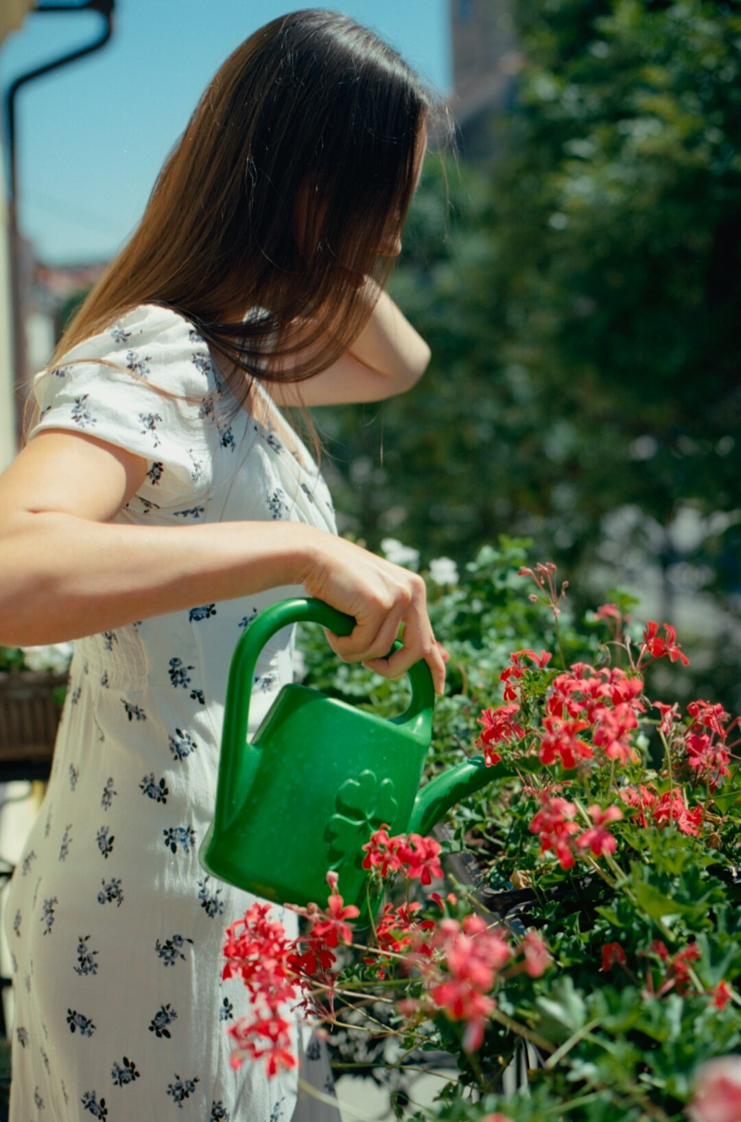 watering vegetable plants