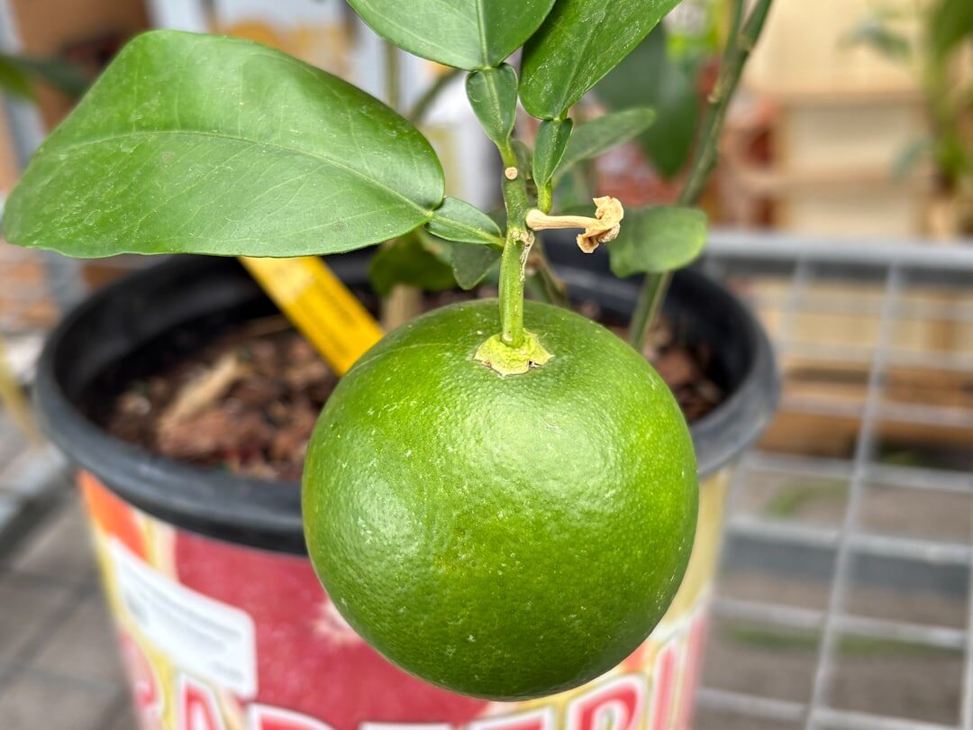 citrus tree in pot