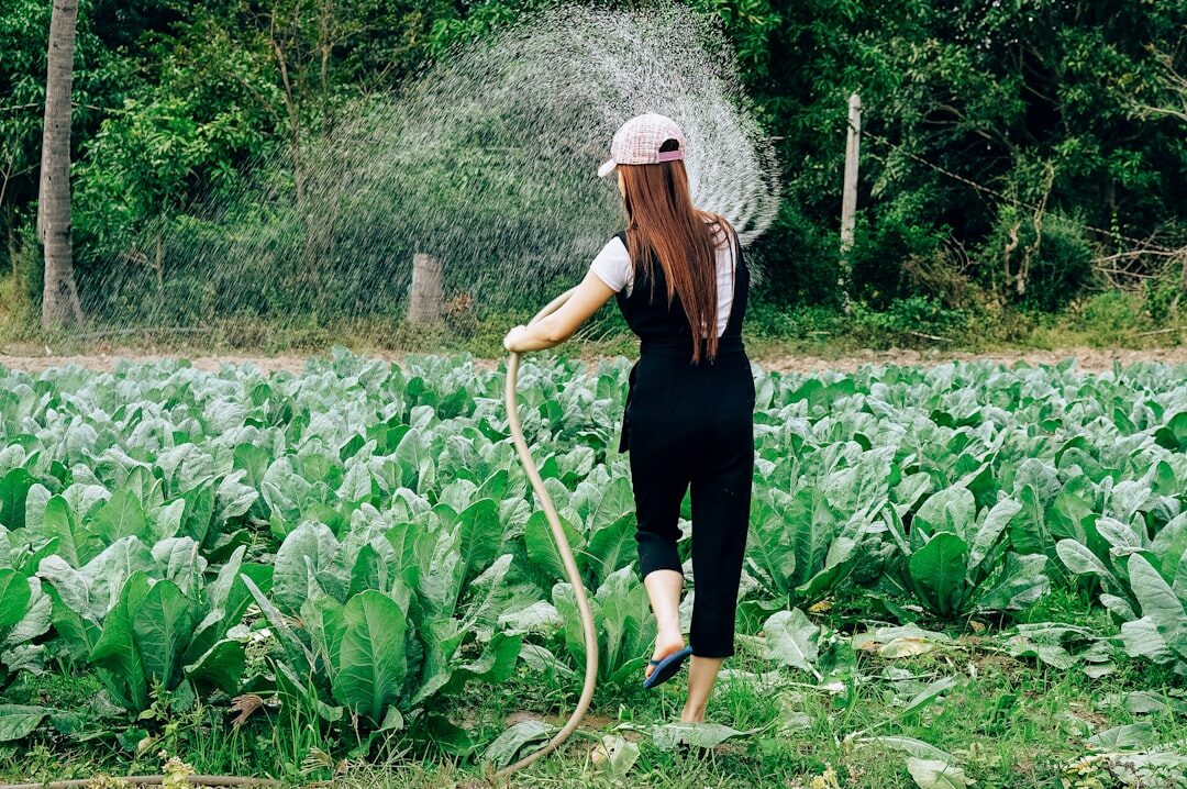 person watering garden plants