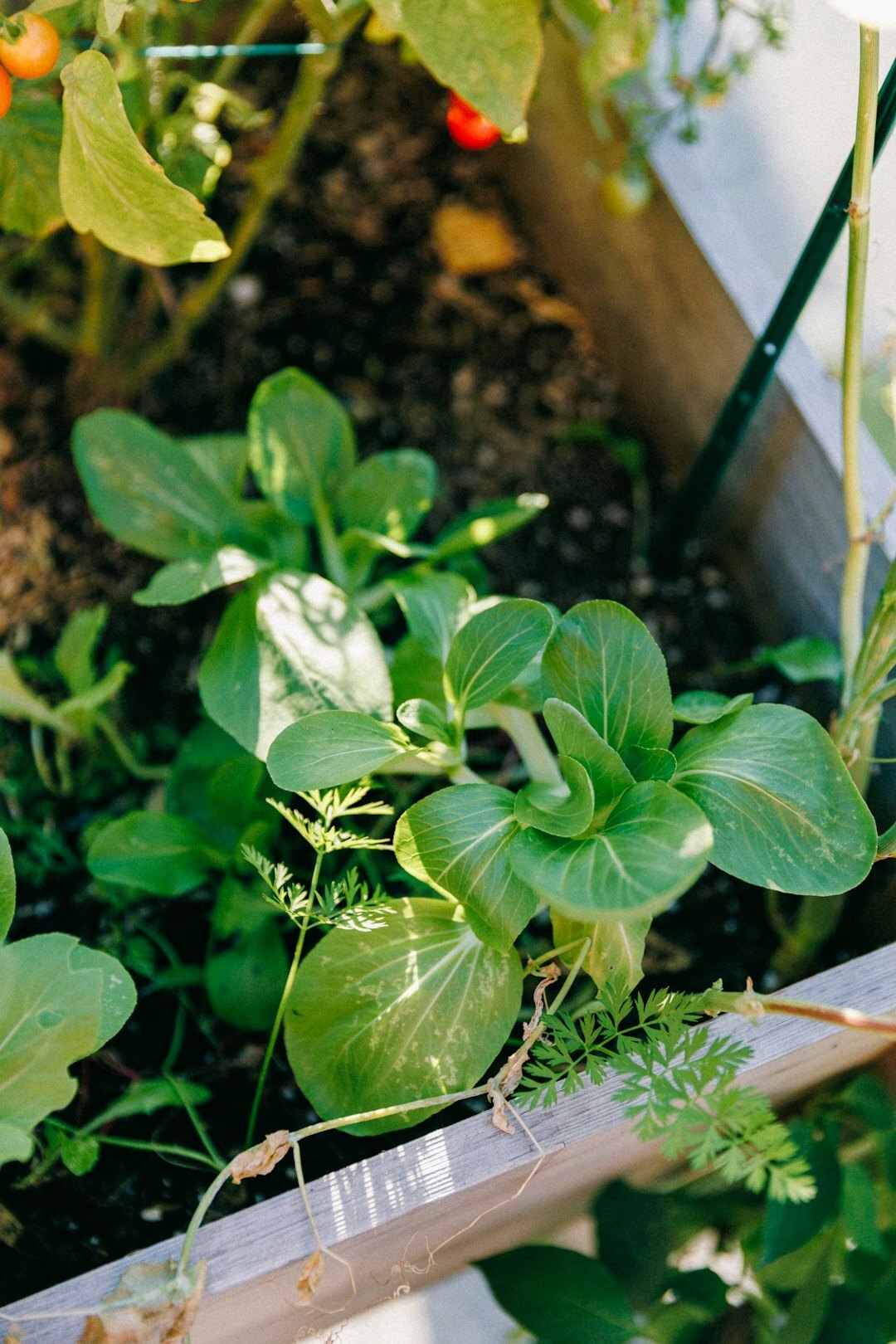 lush garden plants