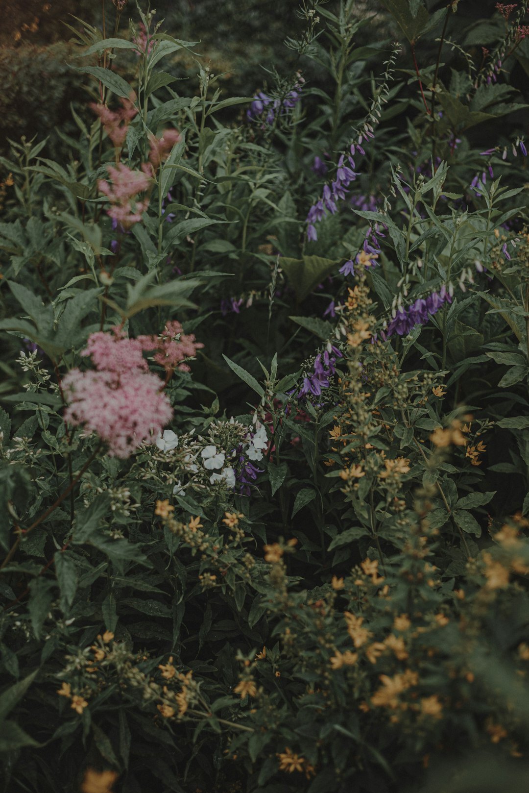 romantic garden with colorful flowers