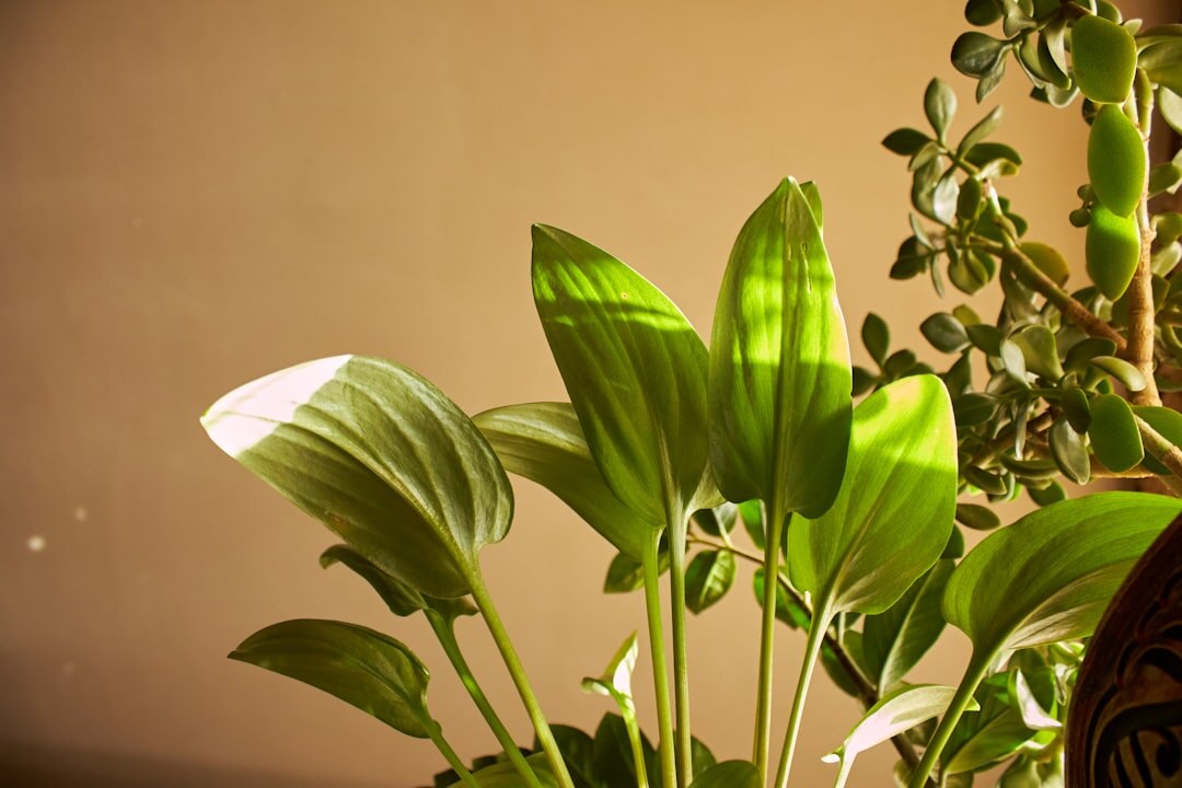 healthy green plants thriving