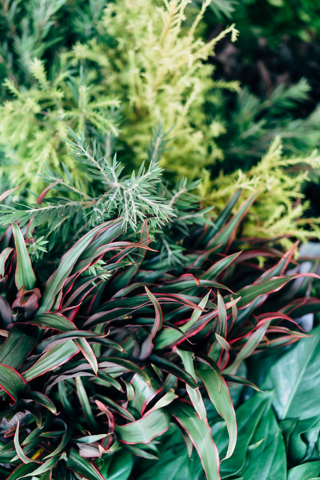 assortment of garden plants