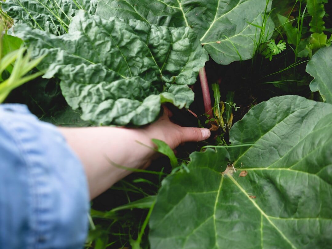 child picking vegetables