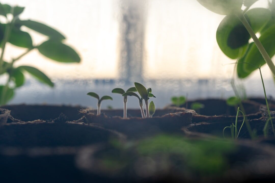 Rows of cucumber plants growing inside a home greenhouse