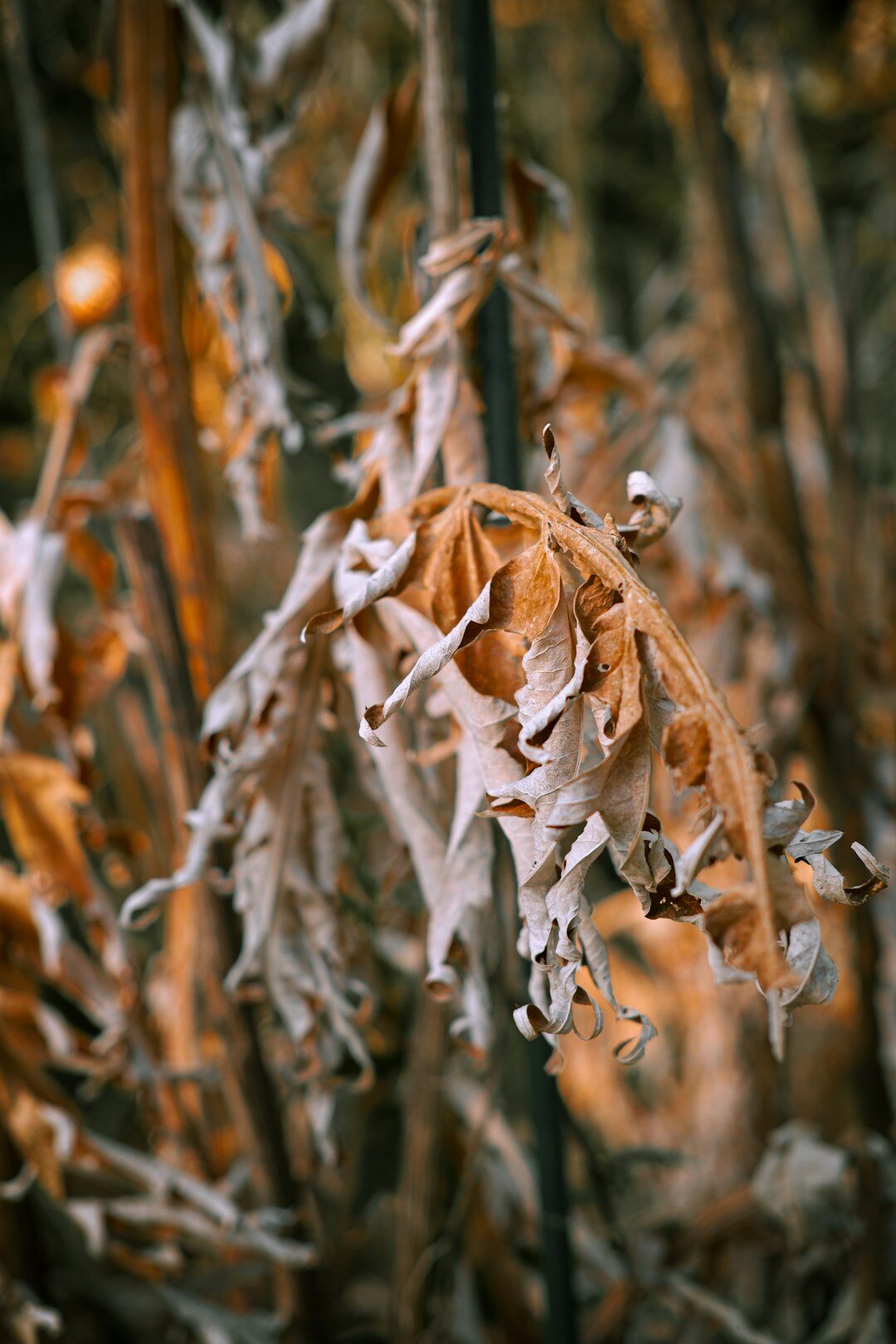 wilting plant leaves close up