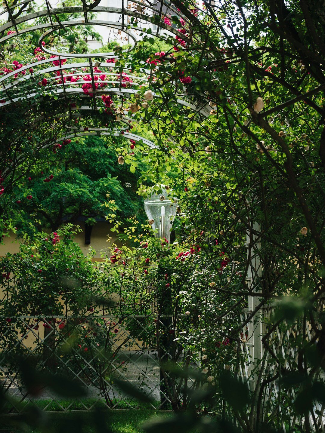 exotic plants in czech garden